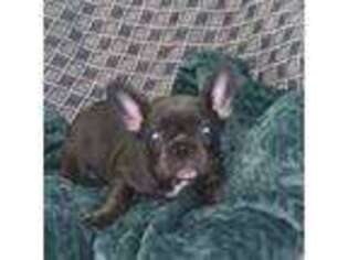 French Bulldog Puppy for sale in Stilwell, KS, USA