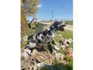 Great Dane Puppy for sale in Stockton, MO, USA