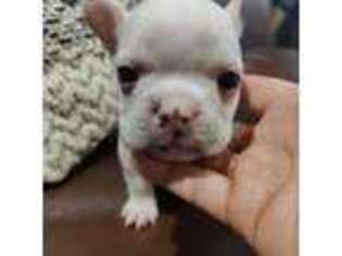 French Bulldog Puppy for sale in Cedar Valley, UT, USA