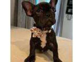 French Bulldog Puppy for sale in Claremont, CA, USA