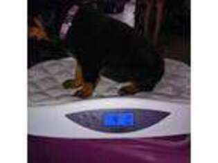 Rottweiler Puppy for sale in Socorro, NM, USA