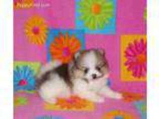 Pomeranian Puppy for sale in Fitzgerald, GA, USA