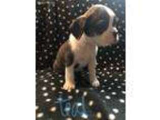Olde English Bulldogge Puppy for sale in Grand Junction, CO, USA
