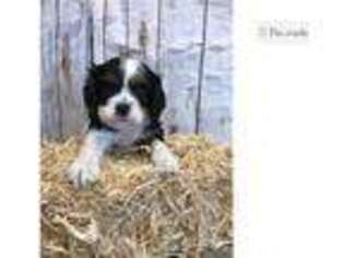 Cavalier King Charles Spaniel Puppy for sale in Fort Wayne, IN, USA