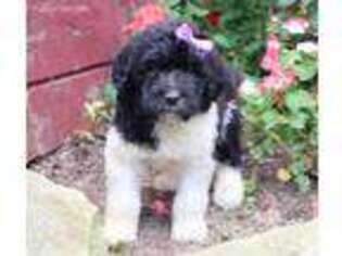 Saint Berdoodle Puppy for sale in Baltic, OH, USA