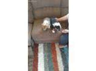 Pembroke Welsh Corgi Puppy for sale in Marietta, OH, USA