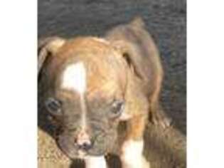 Boxer Puppy for sale in Nashua, NH, USA