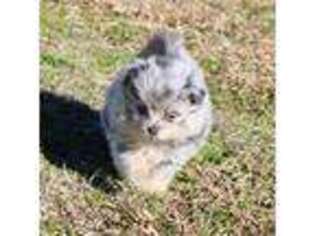 Pomeranian Puppy for sale in Sallisaw, OK, USA