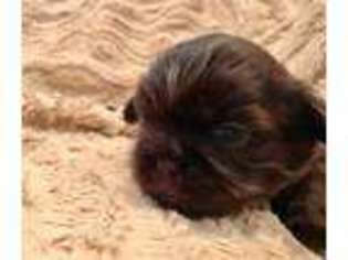 Mutt Puppy for sale in Berrien Springs, MI, USA