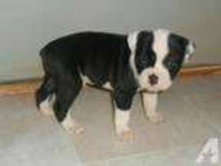 Olde English Bulldogge Puppy for sale in INDIANAPOLIS, IN, USA