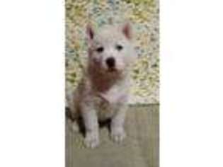 Siberian Husky Puppy for sale in Mountain Grove, MO, USA