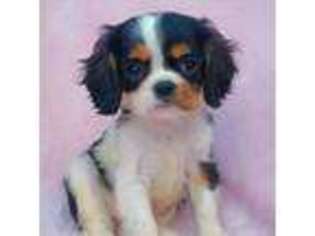 Cavalier King Charles Spaniel Puppy for sale in Elizabethton, TN, USA