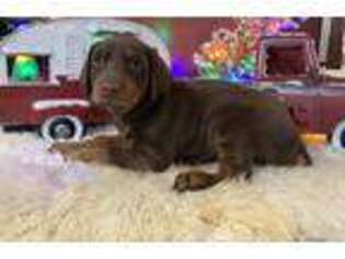 Doberman Pinscher Puppy for sale in Lakefield, MN, USA