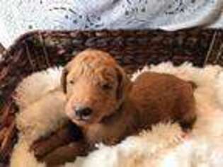 Goldendoodle Puppy for sale in Monticello, KY, USA