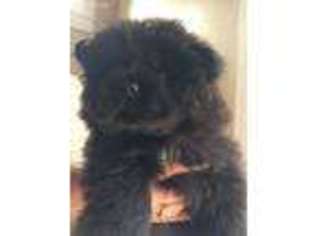 Chow Chow Puppy for sale in Parkville, MD, USA