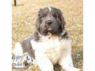 Newfoundland Puppy for sale in Howe, IN, USA