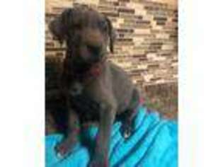 Great Dane Puppy for sale in Turin, IA, USA