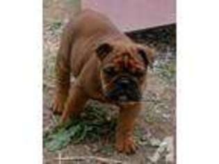 Bulldog Puppy for sale in HENAGAR, AL, USA