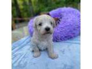 Havanese Puppy for sale in Dalton, GA, USA