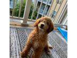 Goldendoodle Puppy for sale in Weymouth, MA, USA