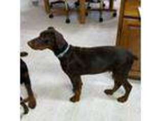 Doberman Pinscher Puppy for sale in College Station, TX, USA