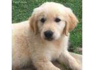 Golden Retriever Puppy for sale in Rockwall, TX, USA