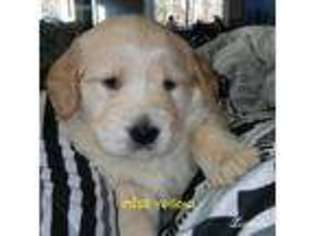 Golden Retriever Puppy for sale in Brownfield, ME, USA
