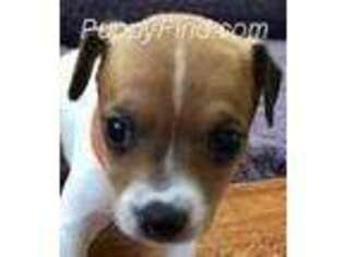 Rat Terrier Puppy for sale in Fontana, CA, USA