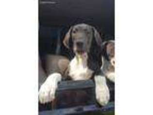 Great Dane Puppy for sale in Dixon, CA, USA