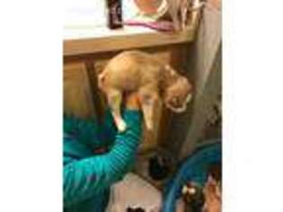 Siberian Husky Puppy for sale in Lincoln, IL, USA