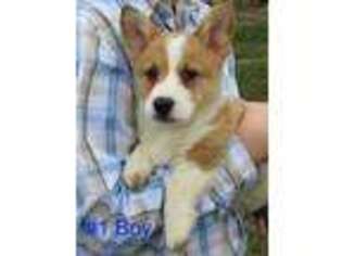 Pembroke Welsh Corgi Puppy for sale in Grandin, MO, USA