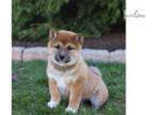 Shiba Inu Puppy for sale in Harrisburg, PA, USA