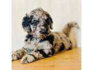 Labradoodle Puppy for sale in Blythe, GA, USA