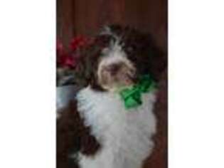 Portuguese Water Dog Puppy for sale in East Palestine, OH, USA