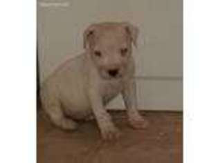 Dogo Argentino Puppy for sale in White, GA, USA