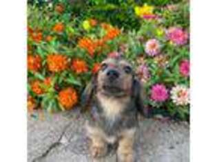 Dachshund Puppy for sale in Pflugerville, TX, USA