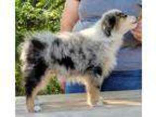 Miniature Australian Shepherd Puppy for sale in New Era, MI, USA