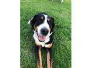 Greater Swiss Mountain Dog Puppy for sale in Marysville, OH, USA