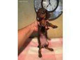 Dachshund Puppy for sale in Saint Hedwig, TX, USA