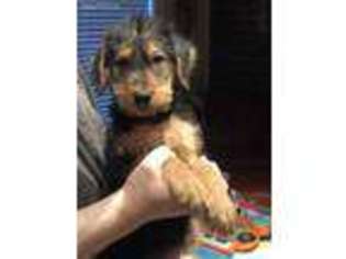 Airedale Terrier Puppy for sale in Thomasville, NC, USA