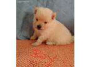 Pomeranian Puppy for sale in Montgomery City, MO, USA