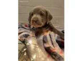 Labrador Retriever Puppy for sale in Athens, GA, USA