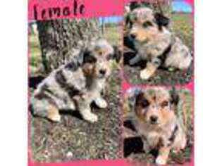 Australian Shepherd Puppy for sale in Maysville, KY, USA