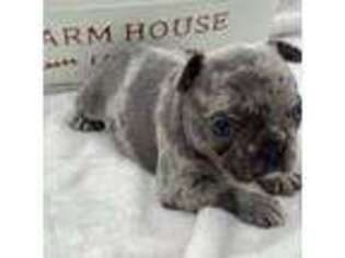 French Bulldog Puppy for sale in Annapolis, MD, USA