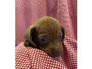 Dachshund Puppy for sale in Cochranton, PA, USA