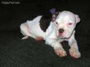 Alapaha Blue Blood Bulldog Puppy for sale in Batesville, AR, USA