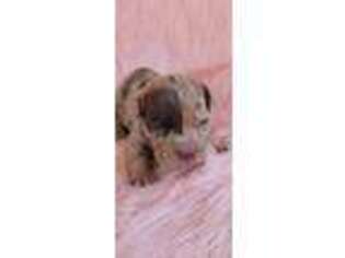 Dachshund Puppy for sale in Rusk, TX, USA