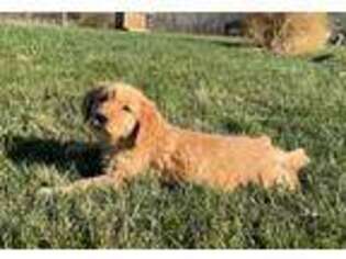 Golden Retriever Puppy for sale in Lewisburg, OH, USA
