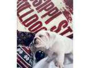 Bulldog Puppy for sale in Lena, MS, USA