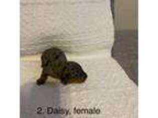 Dachshund Puppy for sale in Humphreys, MO, USA